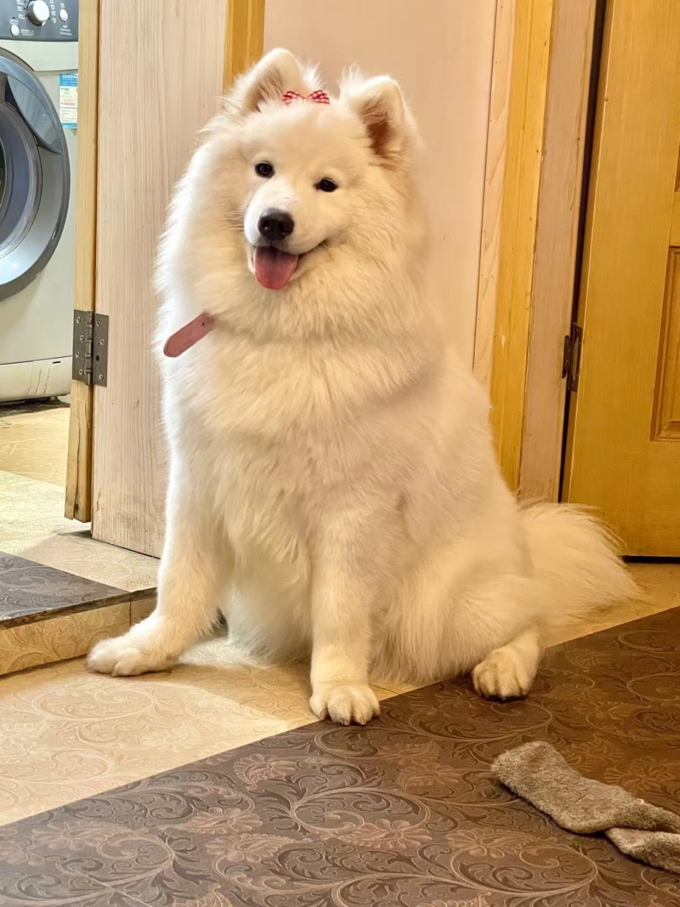 萨摩耶和萨摩的区别 图1-3是出去玩了开心的耶起来的所以叫萨摩耶 图4