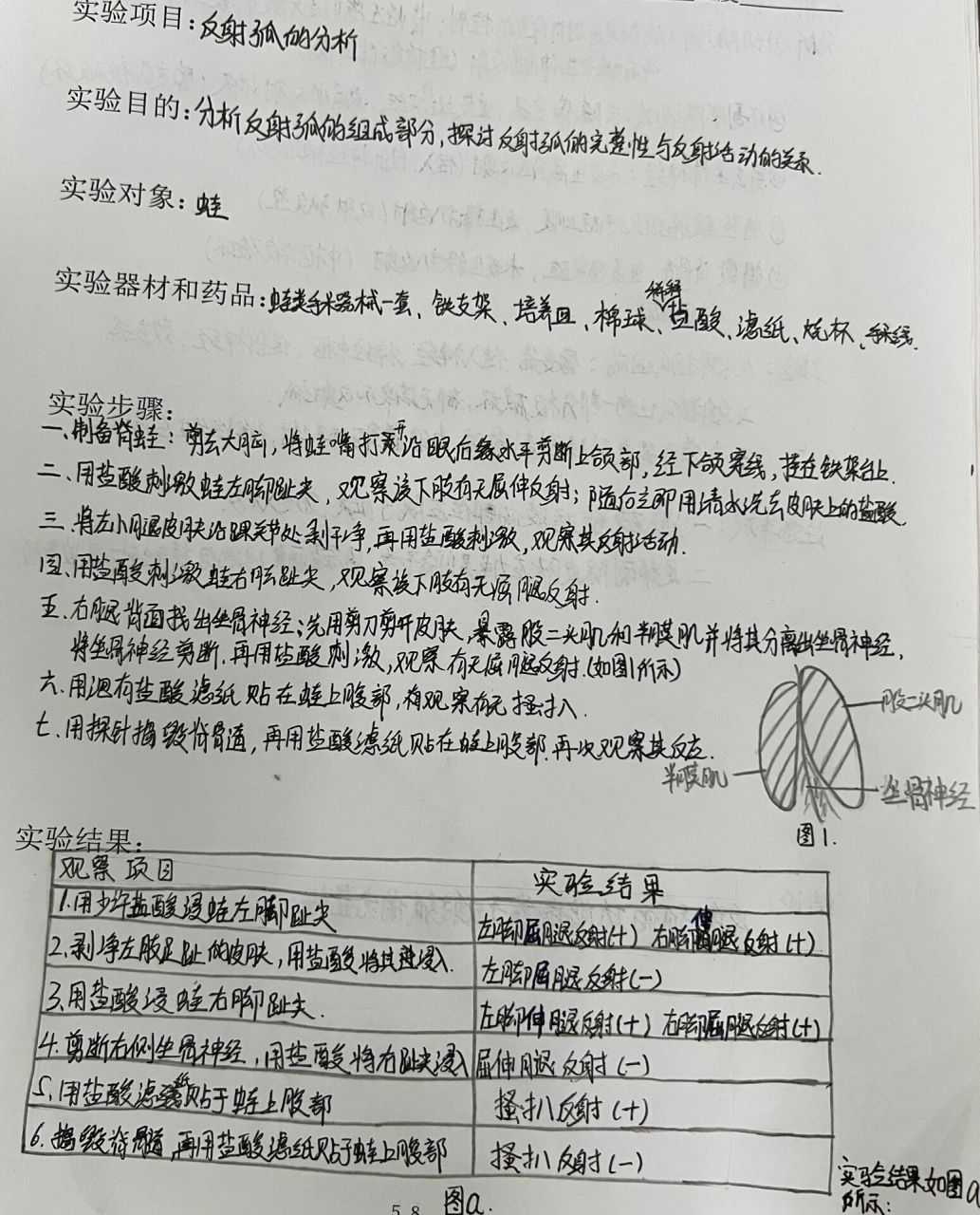 《蛙反射弧的分析》
