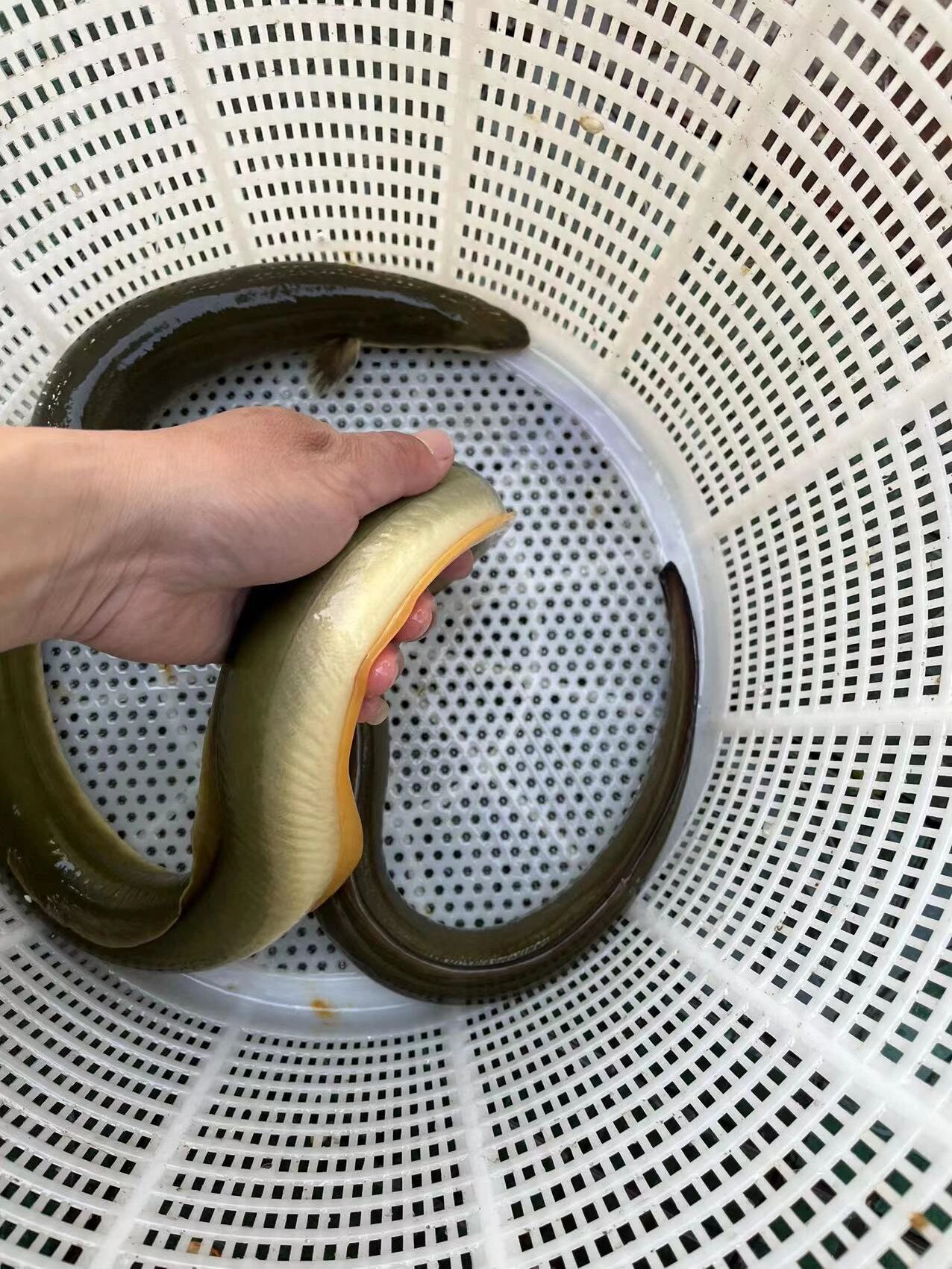 野生河鳗