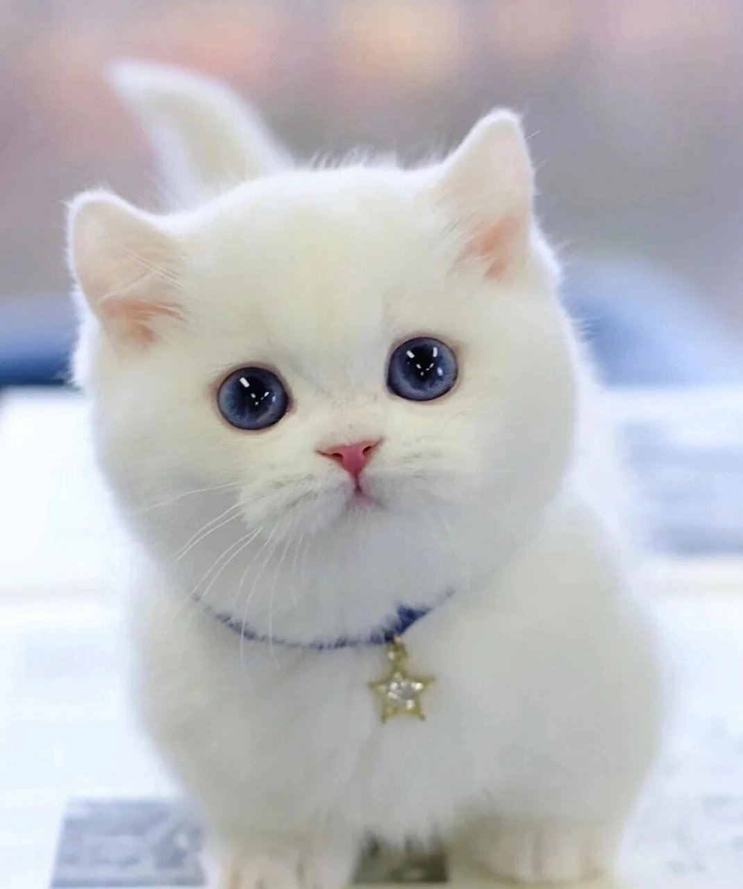 宠物/猫咪/头像 偶尔看到的一只猫咪太可爱了 眼睛里有星辰大海 好想