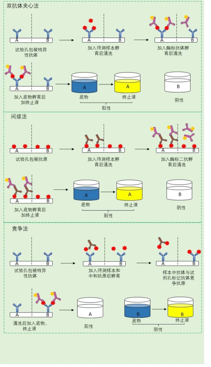 elisa 试验原理
