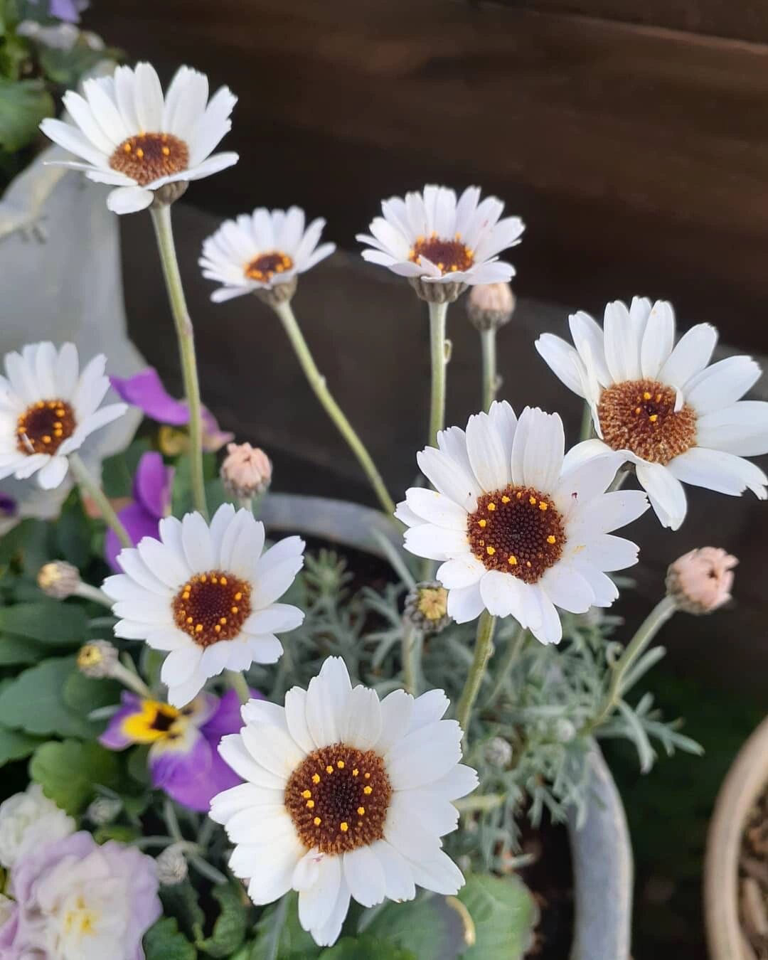植物大赏|摩洛哥雏菊"非洲之眼" "非洲之眼"是摩洛哥雏菊经典品种,有