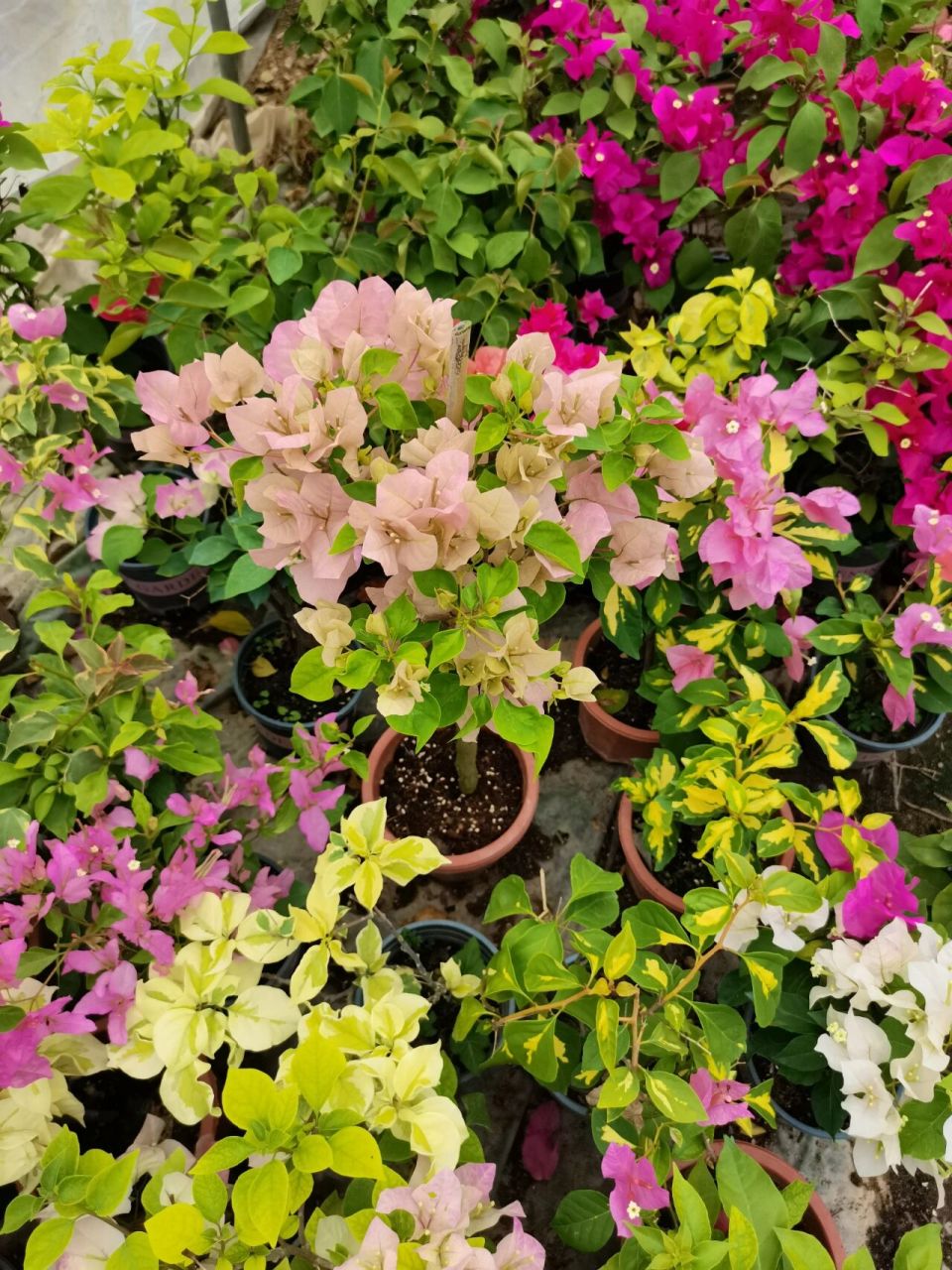 暗斑叶中国丽人三角梅 嫁接苗棒棒糖型