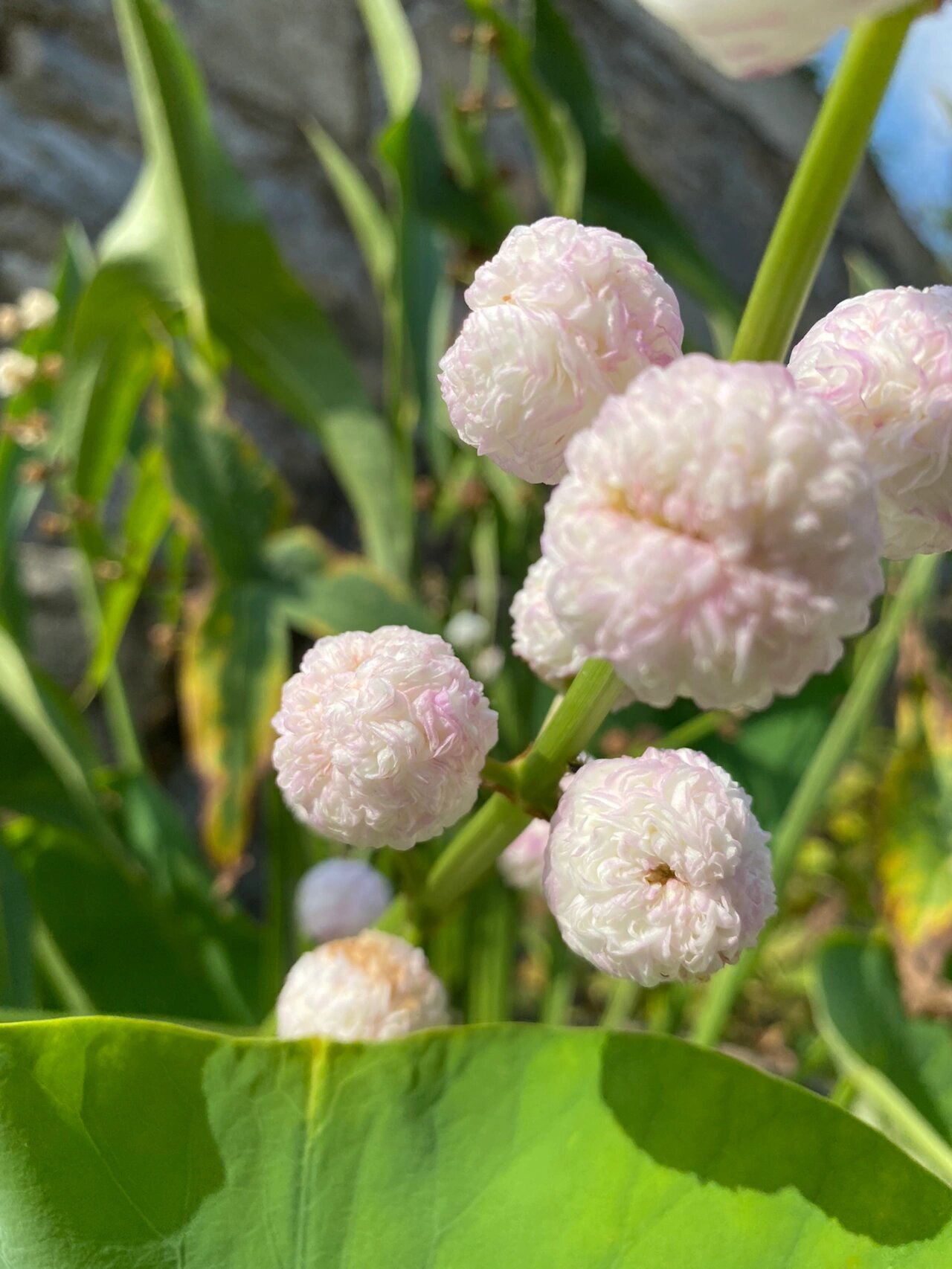 茨菇:又开花两支 每次都是两支一起开,是因为我种了两个种球吗?