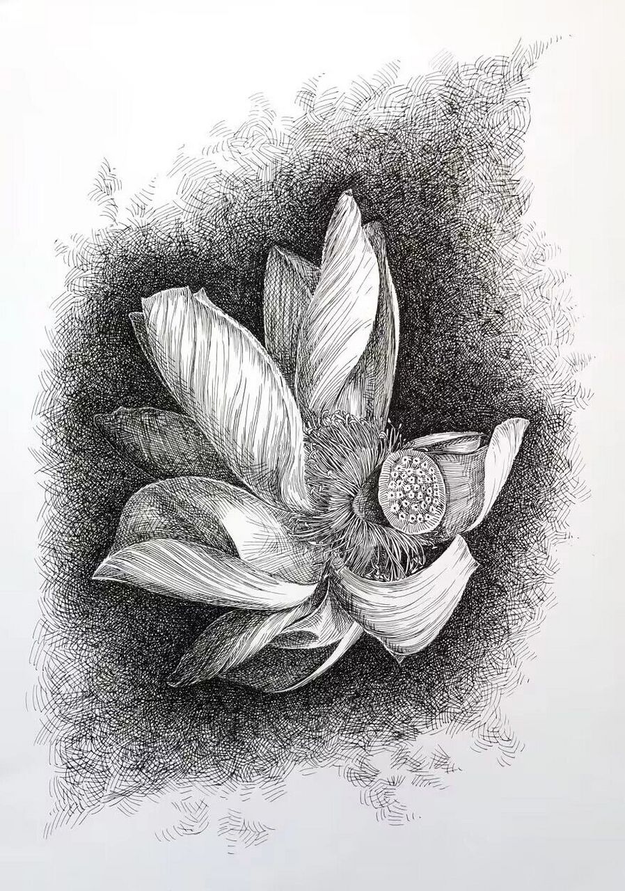 【小进钢笔画】荷花!