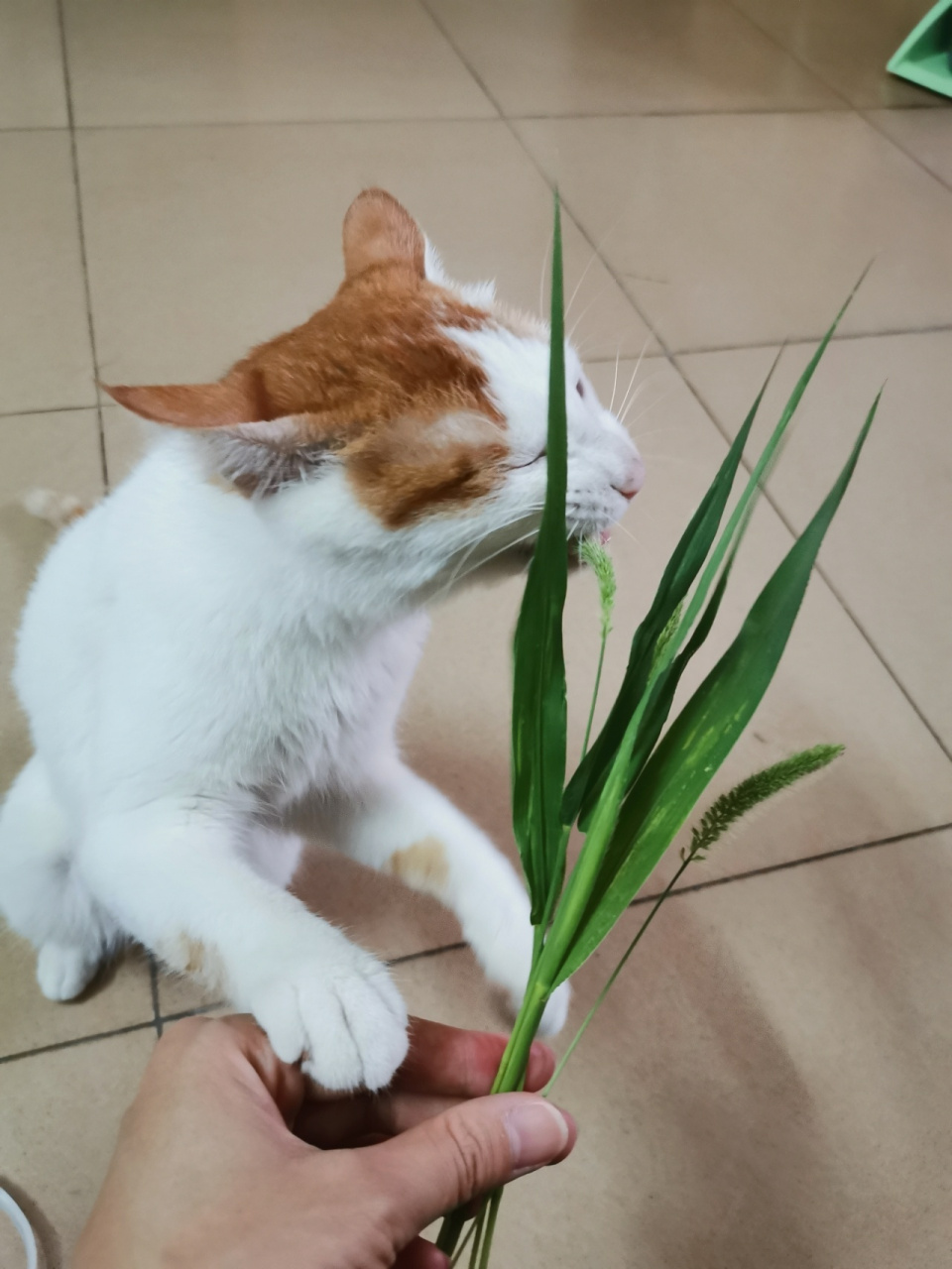 血泪教训 千万别让猫吃狗尾巴草 之前看到有博主说猫子喜欢吃狗尾巴草