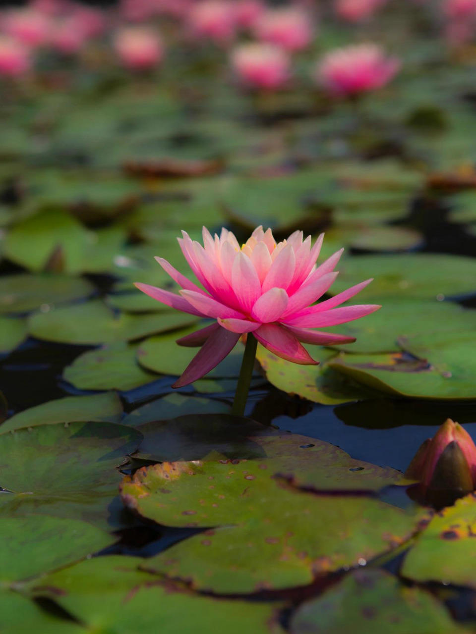 睡莲与荷花的区别,看完这一篇你就明白了!