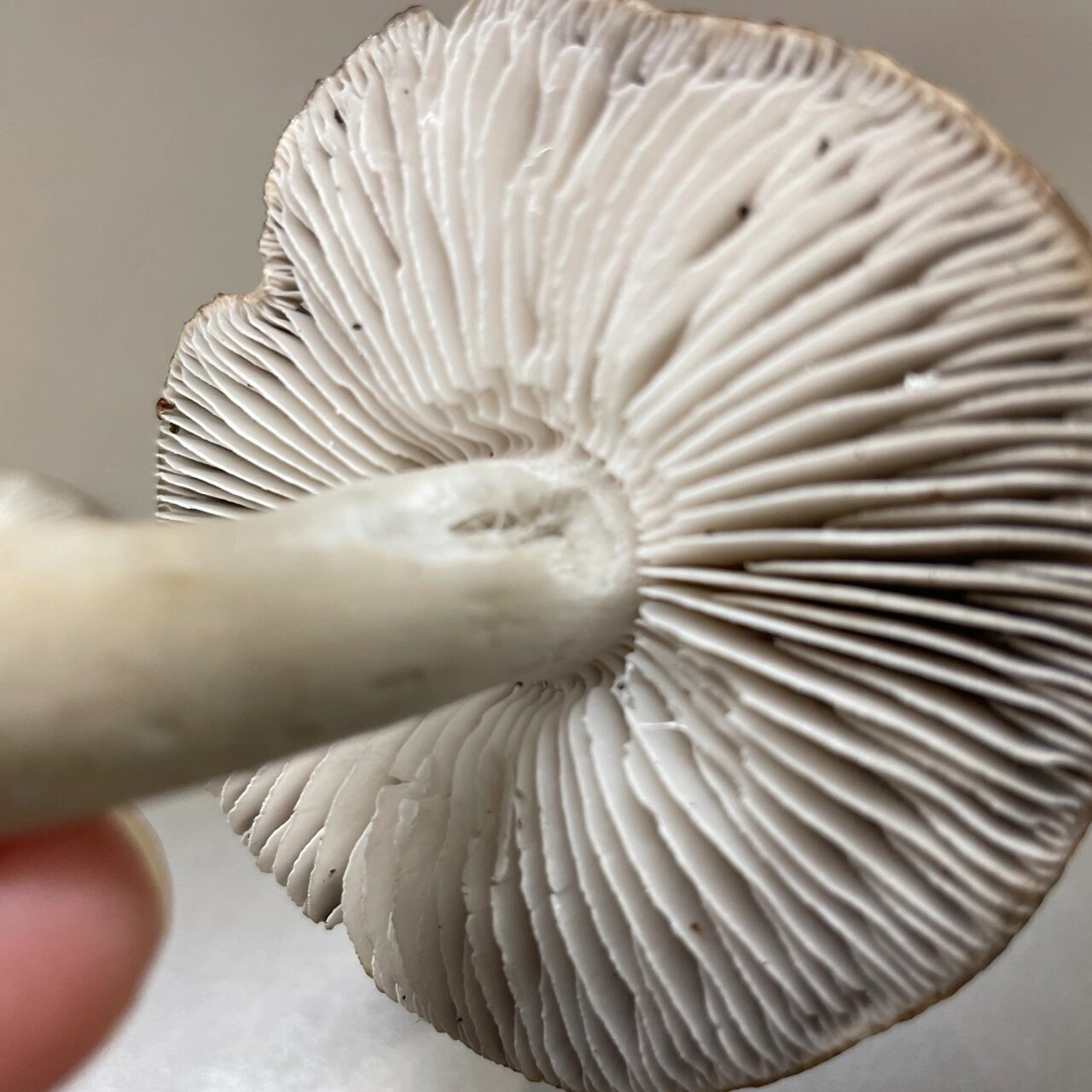 野生蘑菇# #海外生活# #采蘑菇# 草坪一颗松树下看到了一群这样的