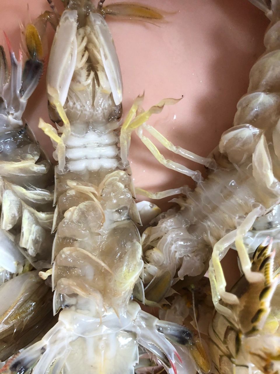 如何挑选有膏的皮皮虾 皮皮虾有没有膏很简单,活时看脖子上是否有3条