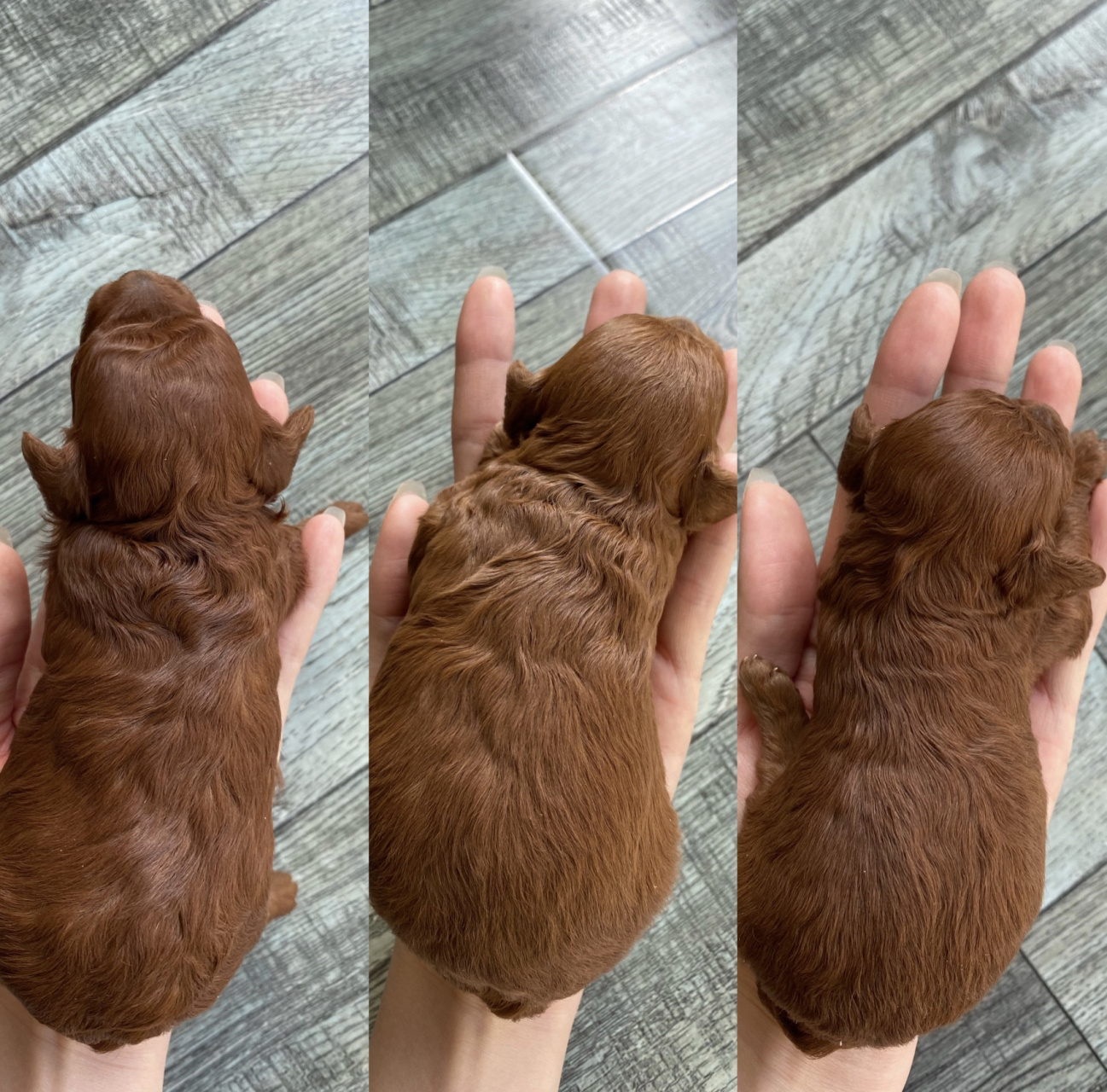 小体泰迪出生13天  开始睁眼啦～ 今天已经13天啦  晒晒太阳  保持