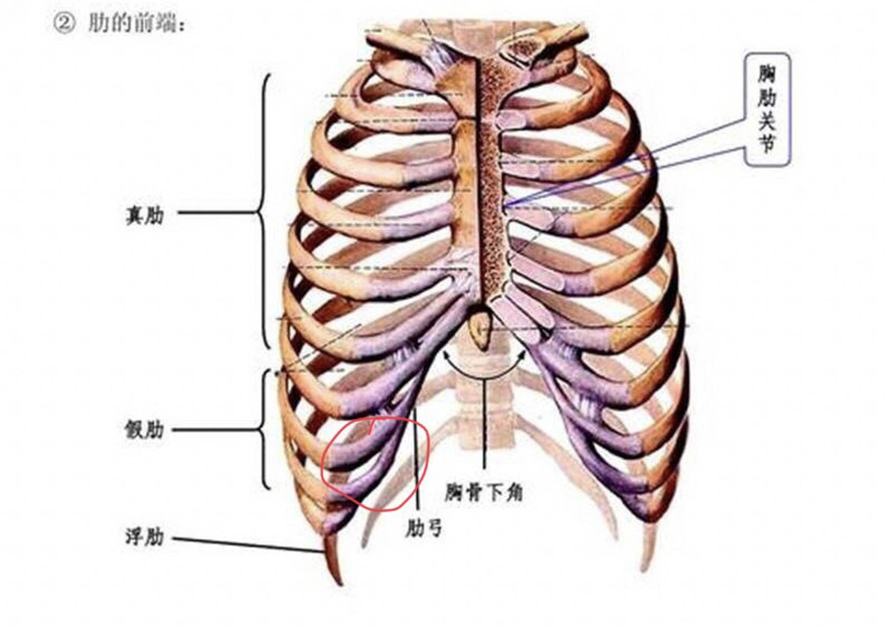 胸骨下端位置图片图片