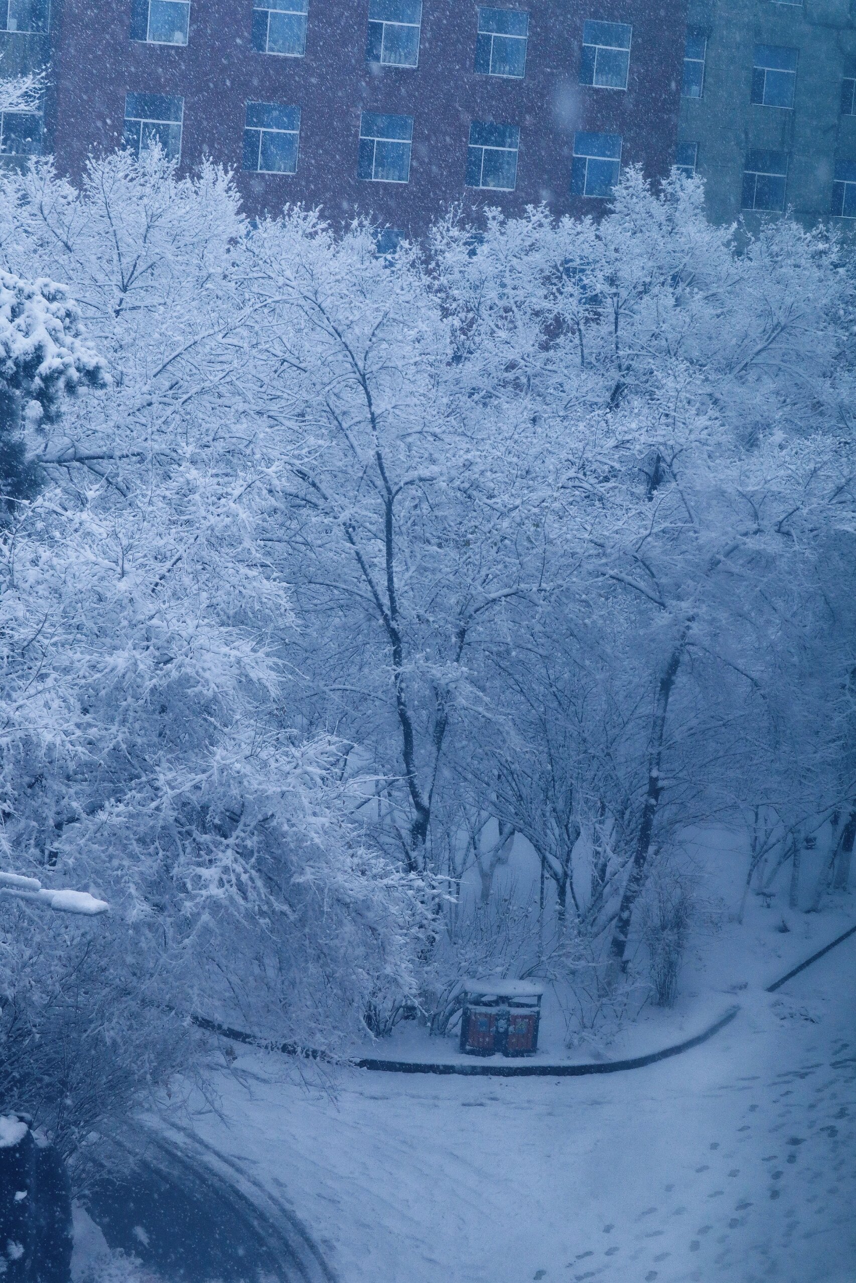 早晨雪景图片大全唯美图片