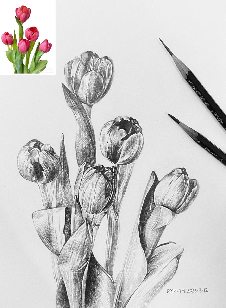 素描花卉详细步骤图分享【郁金香】 康颂素描本 中华铅笔 用时:2.5h