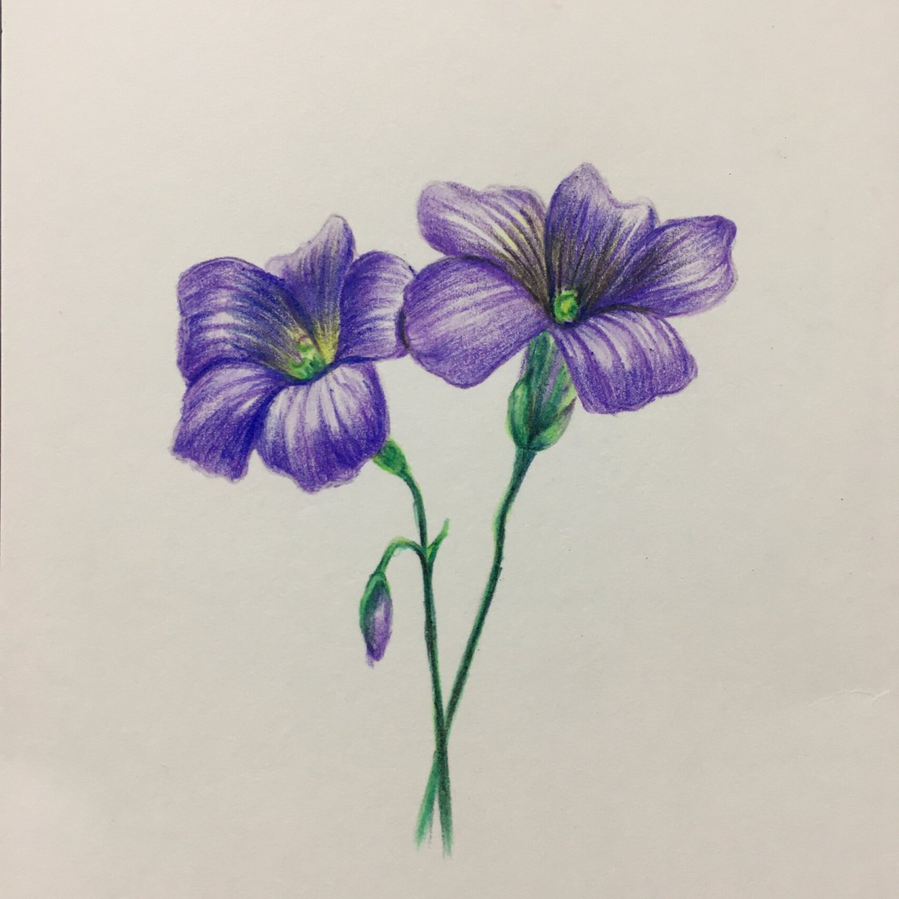 彩铅花卉,两朵小花花(含绘画步骤图)