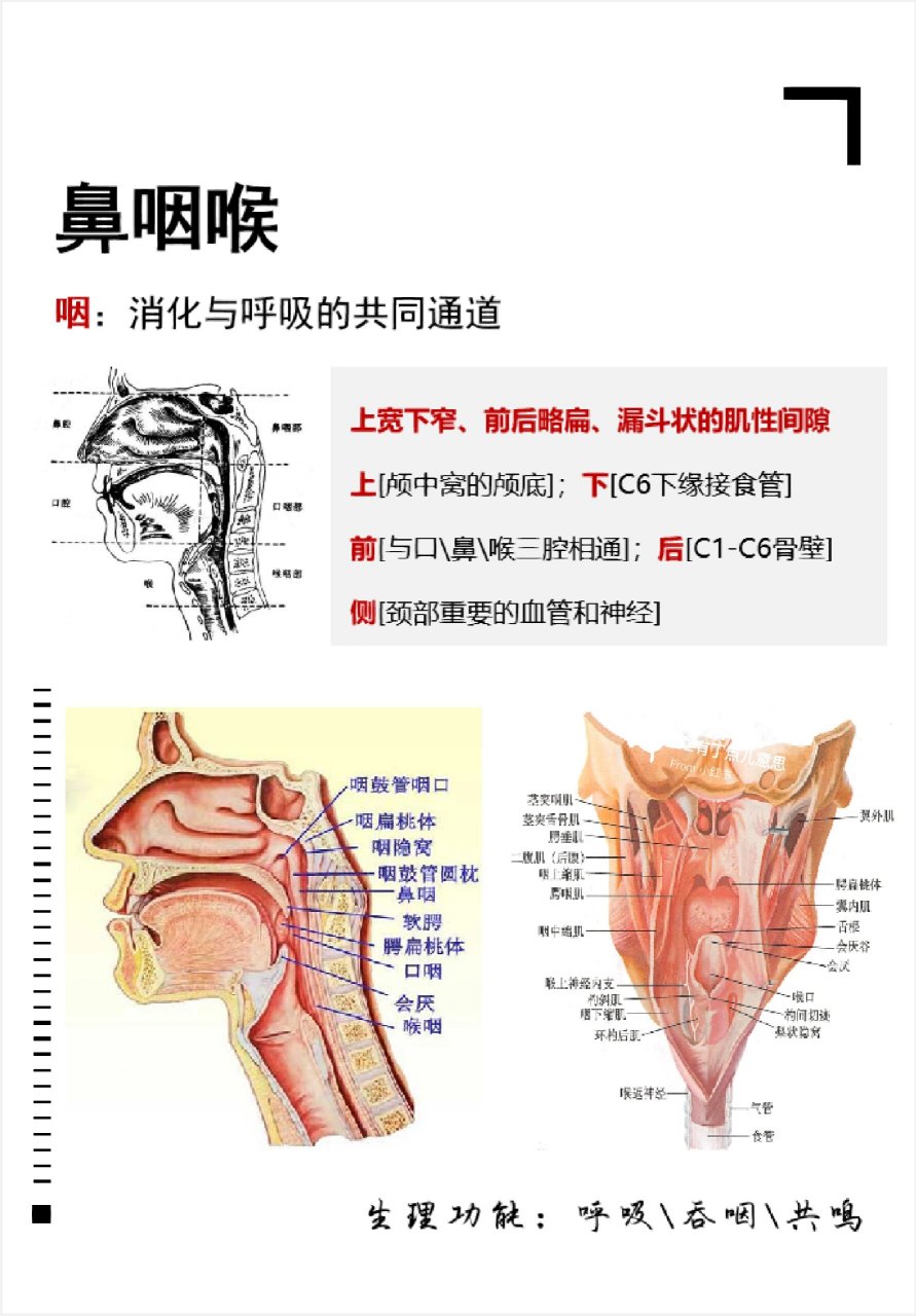 正常鼻咽部解剖图图片