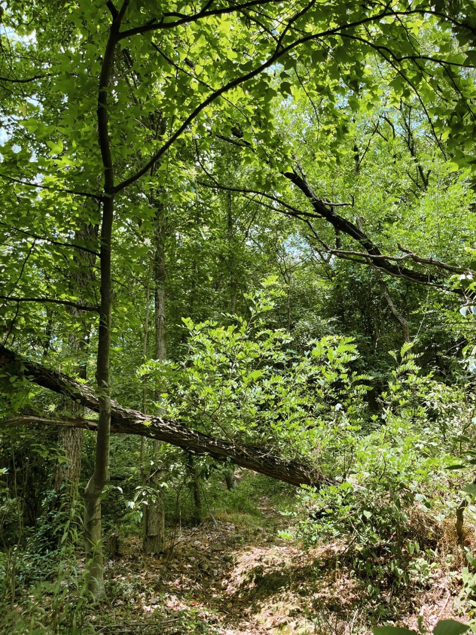 南京江宁|免费中式公园 东山公园占地面积7.