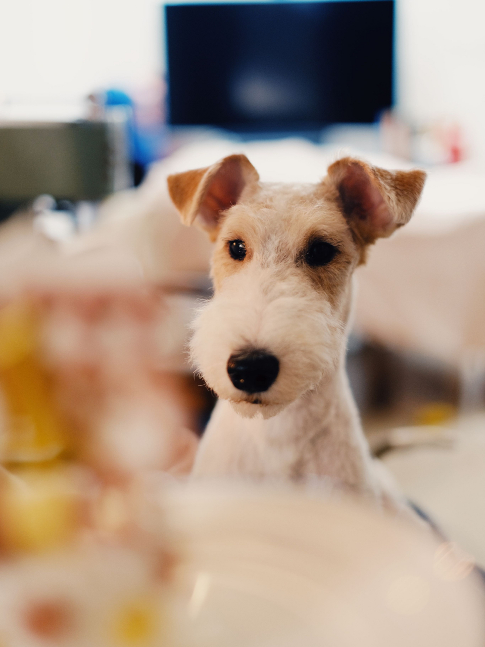 刚毛猎狐梗|城市家庭的首选陪伴犬 这个崽一转眼就1岁了 对猎狐梗的