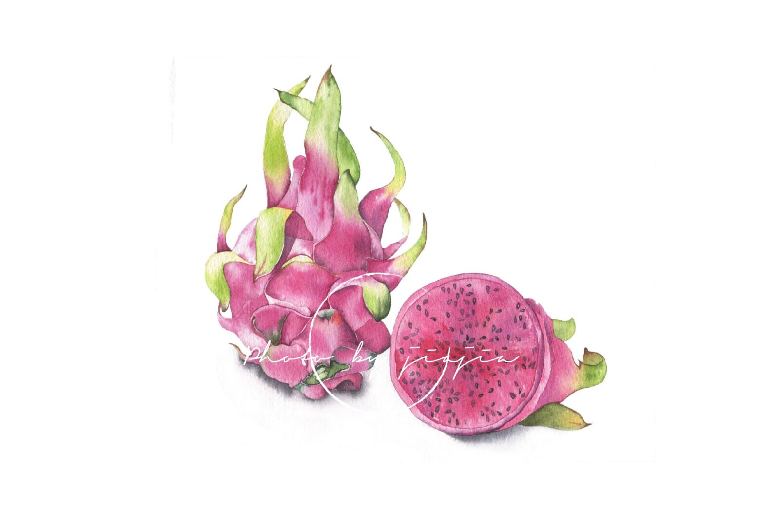 商业约稿:水彩红心火龙果