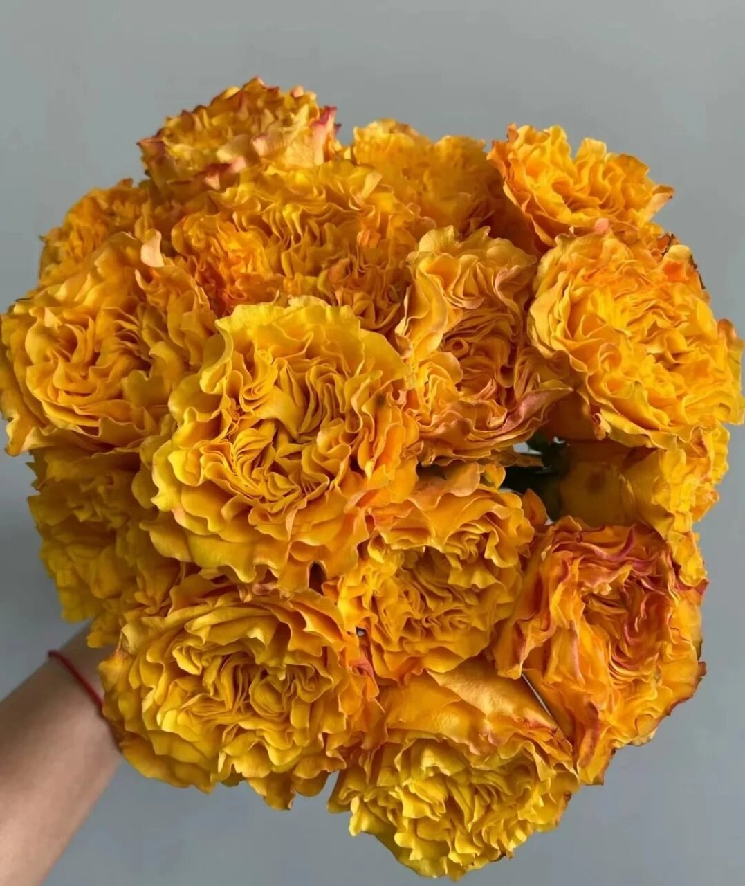 今日识花‖ 认识9款自带香味的玫瑰 粉佳人 自带水果香味的粉色少女感