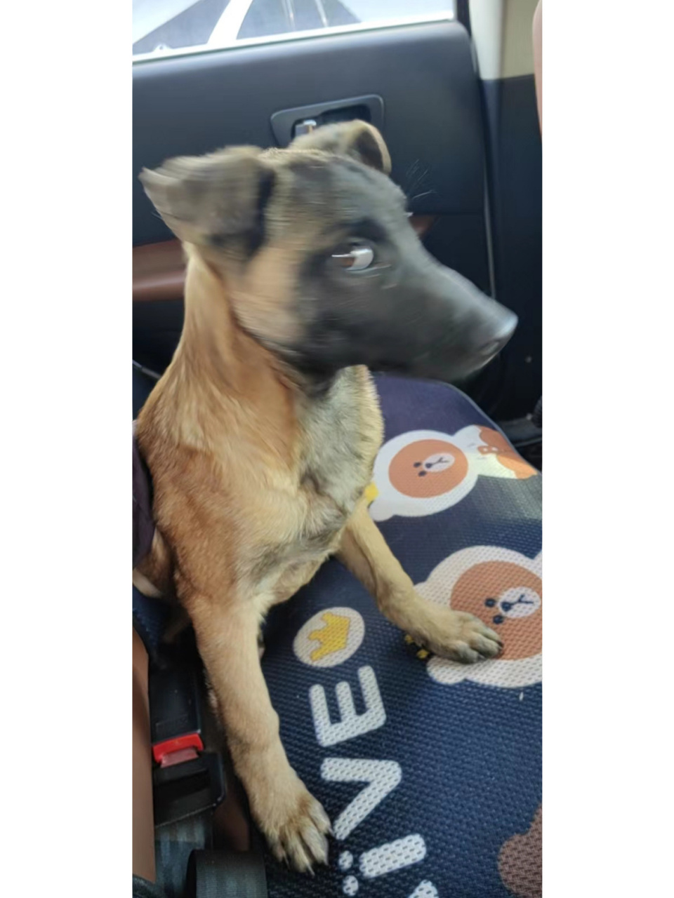 四个月的马犬为啥一直不立耳呢