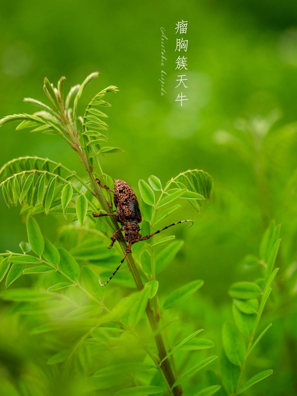 青杨楔天牛图片