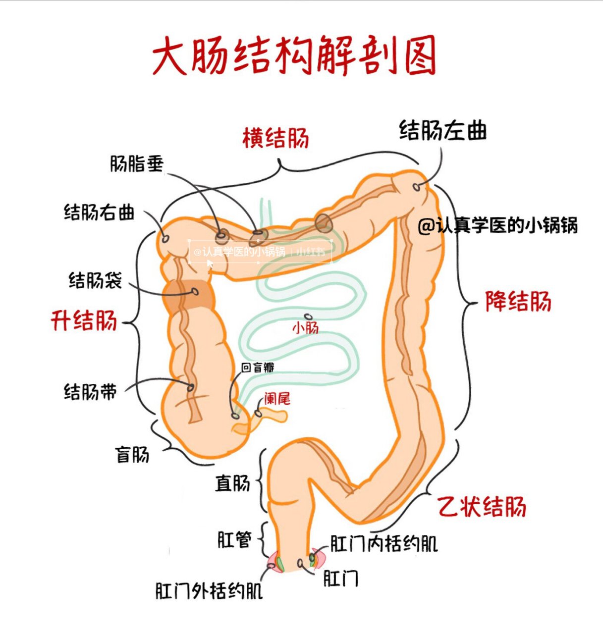 肠结构图解 解剖图片