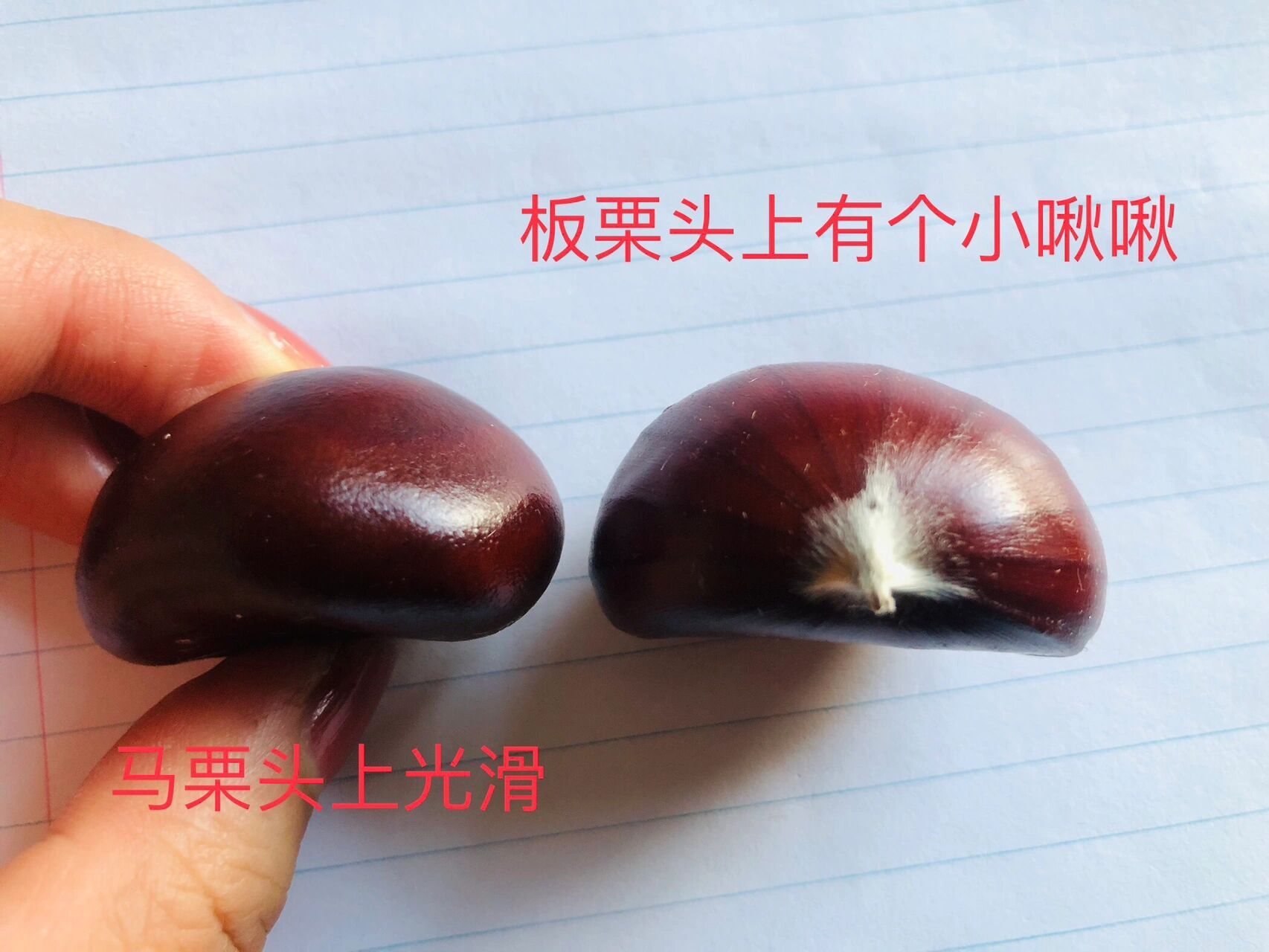9997教大家如何识别板栗和马栗