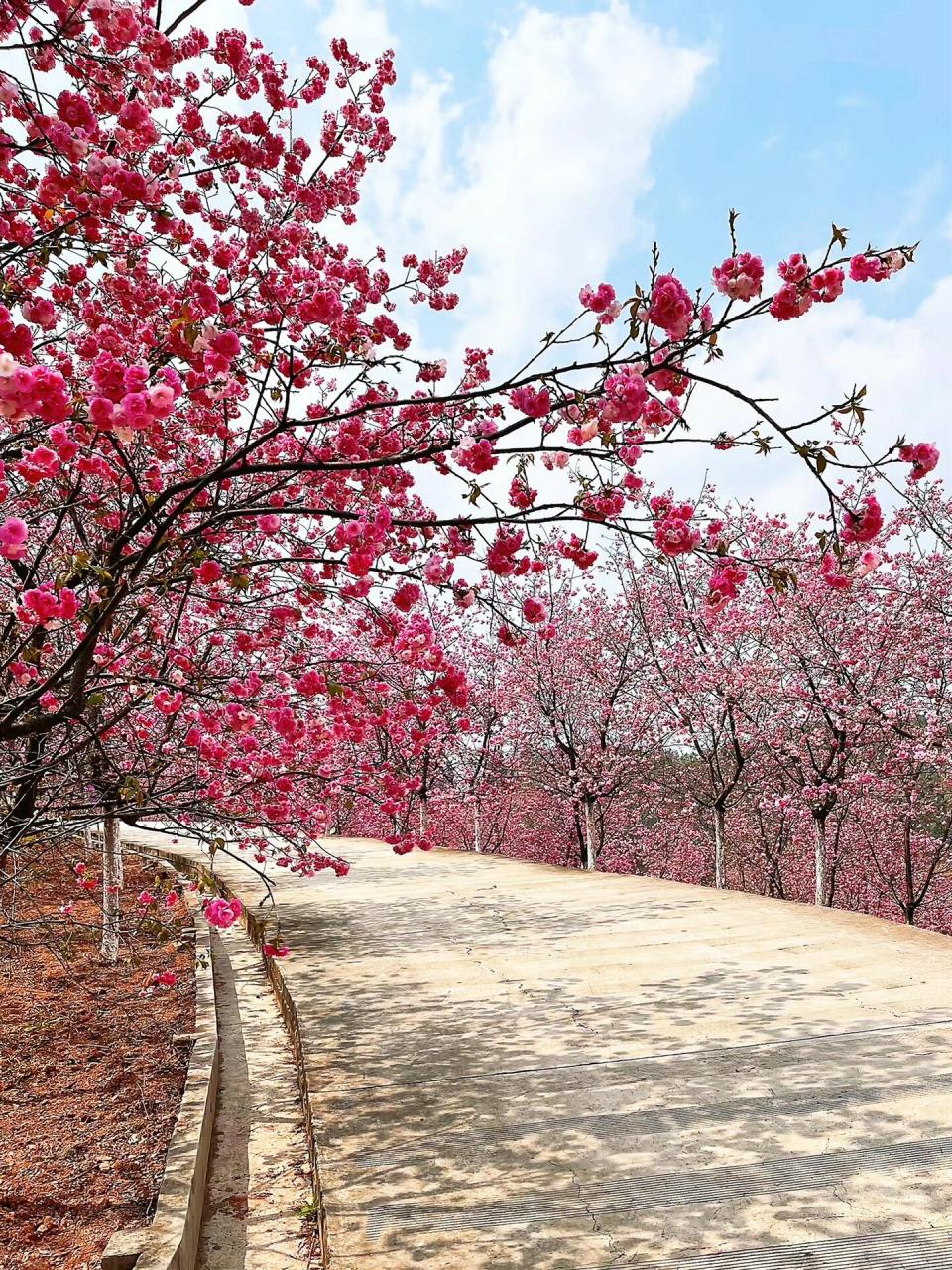 昆明宜良樱花谷图片图片