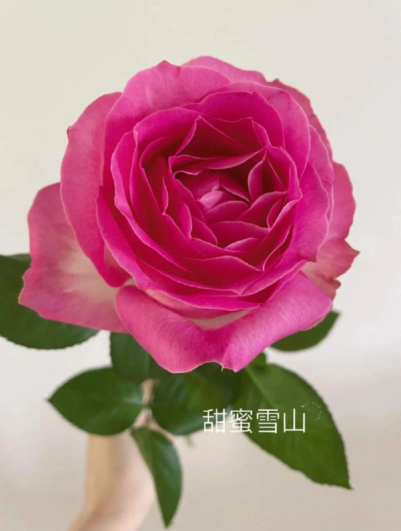 苏醒玫瑰花语图片