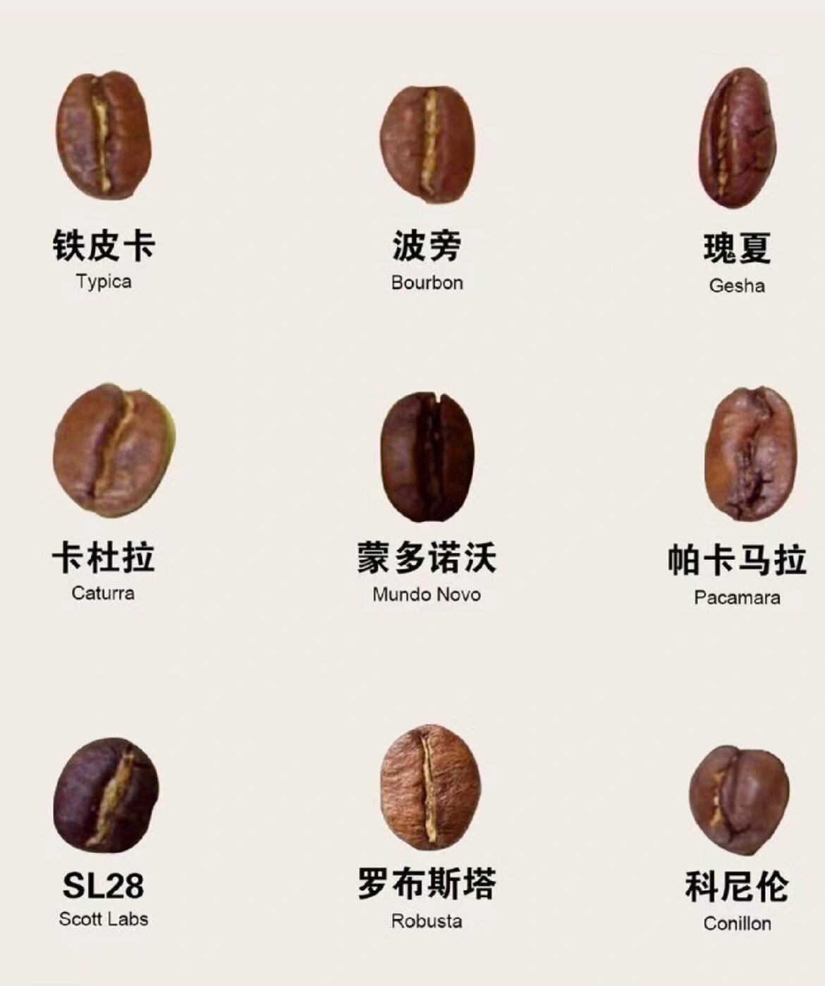 咖啡知识:全世界常见咖啡豆品种介绍