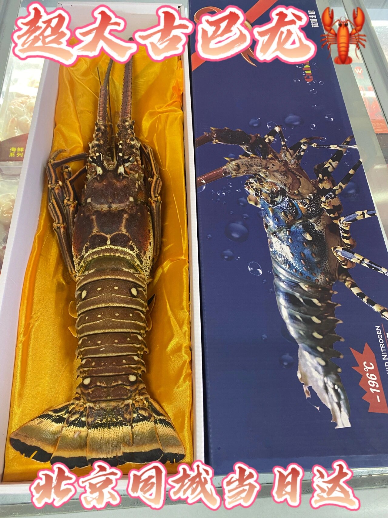 北京高端海鲜日推 超大古巴龙虾?