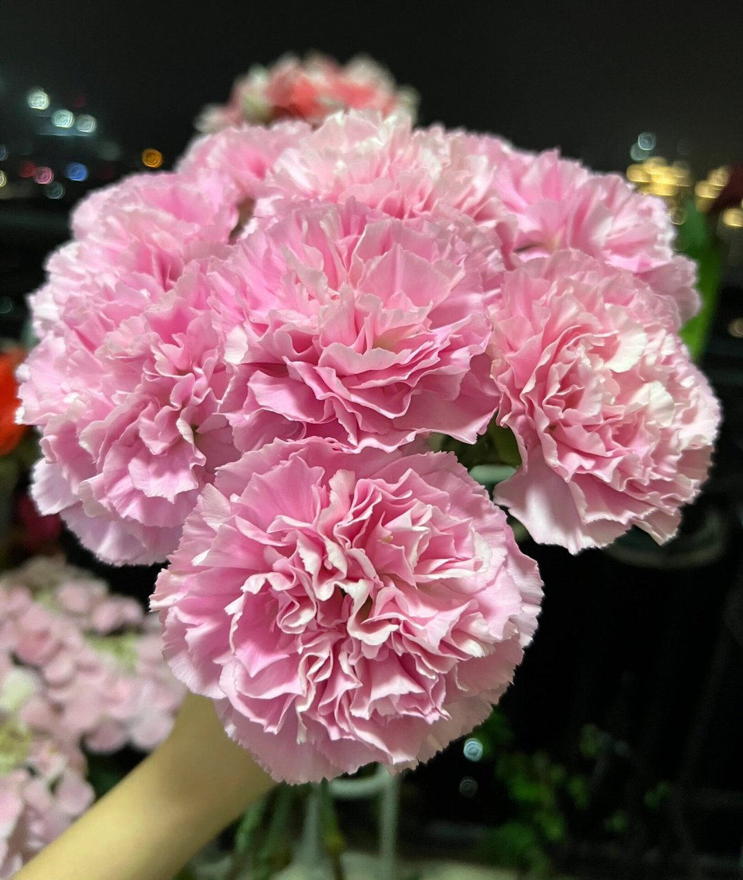 康乃馨|小桃红  53. 小桃红. 桃红色,好开,开放度大,花朵很圆.