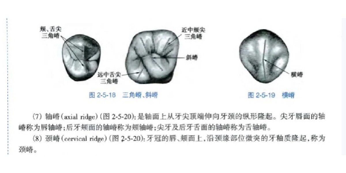 牙齿颌面形态解剖图图片