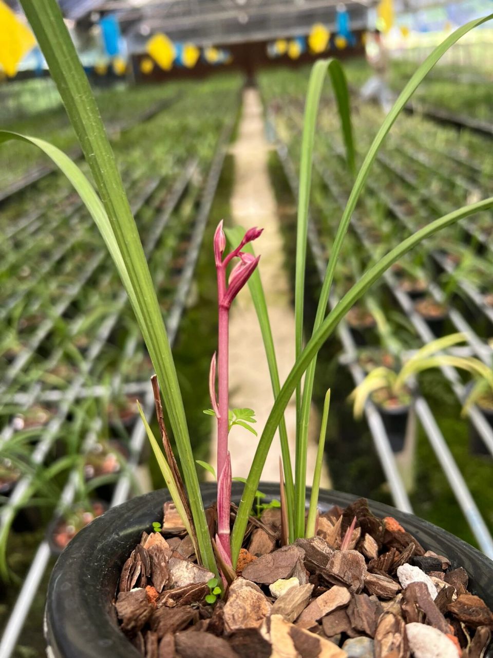 建兰花仙子(东方仙子) 花仙子又名荷塘仙子,东方仙子,花开荷型水仙辦