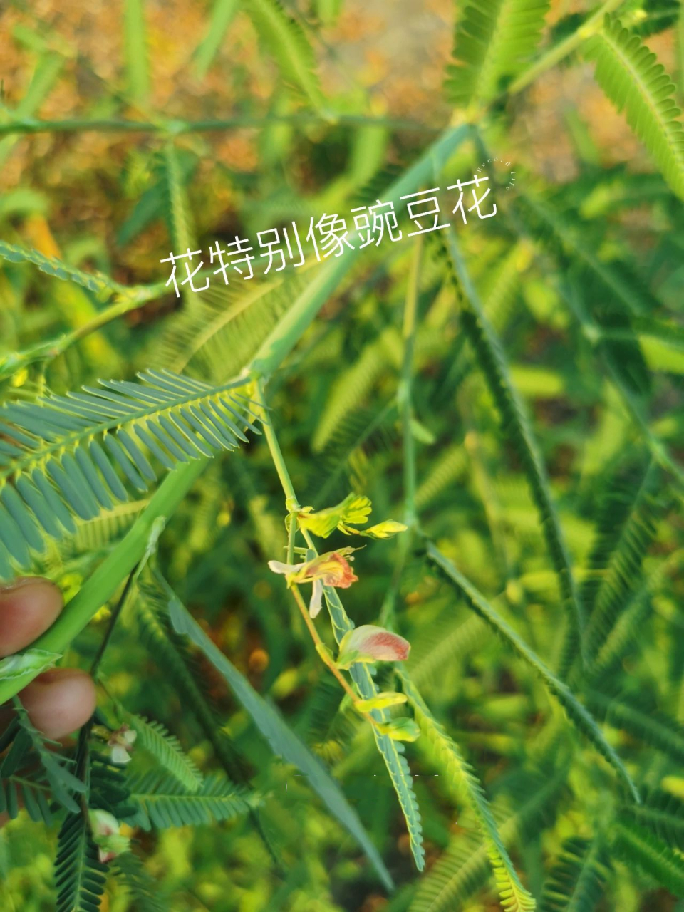 像含羞草的植物图片图片