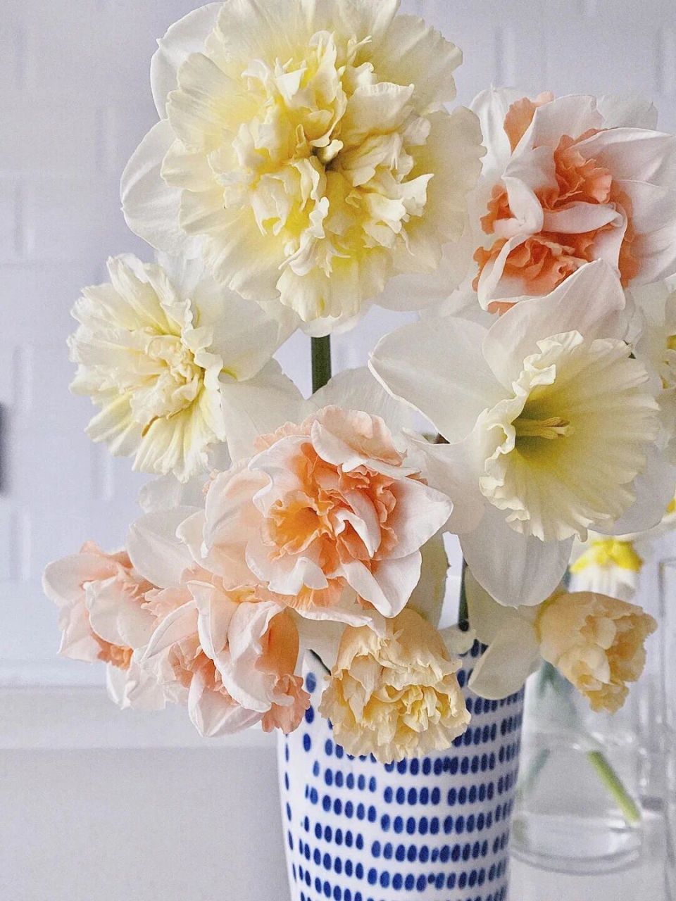 水仙的学名"narcissus"是希腊美少年的意思, 别名金盏银台,洛神香妃