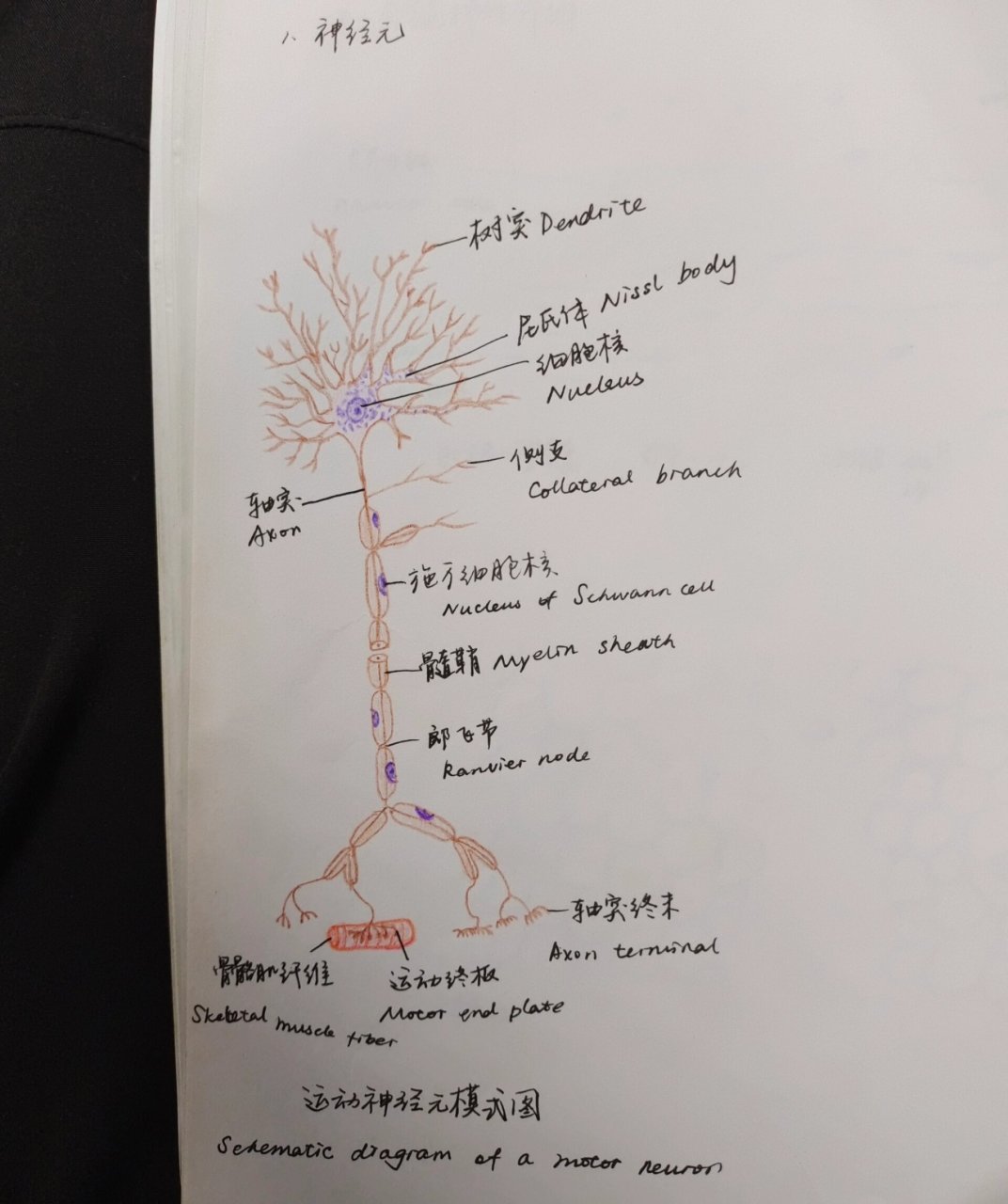 神经原纤维手绘图片