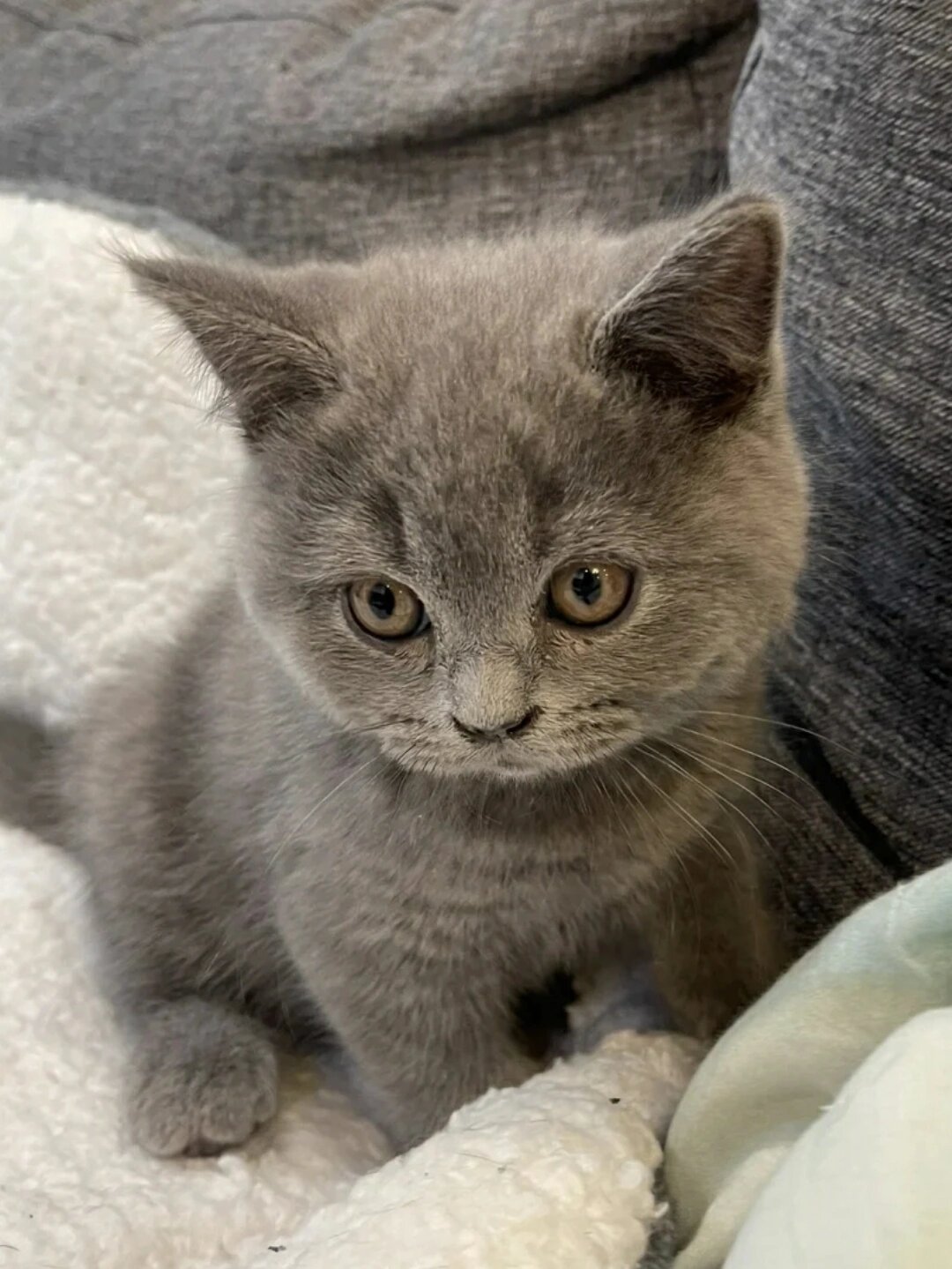 纯种蓝猫幼猫出窝了 领养价599一只带走