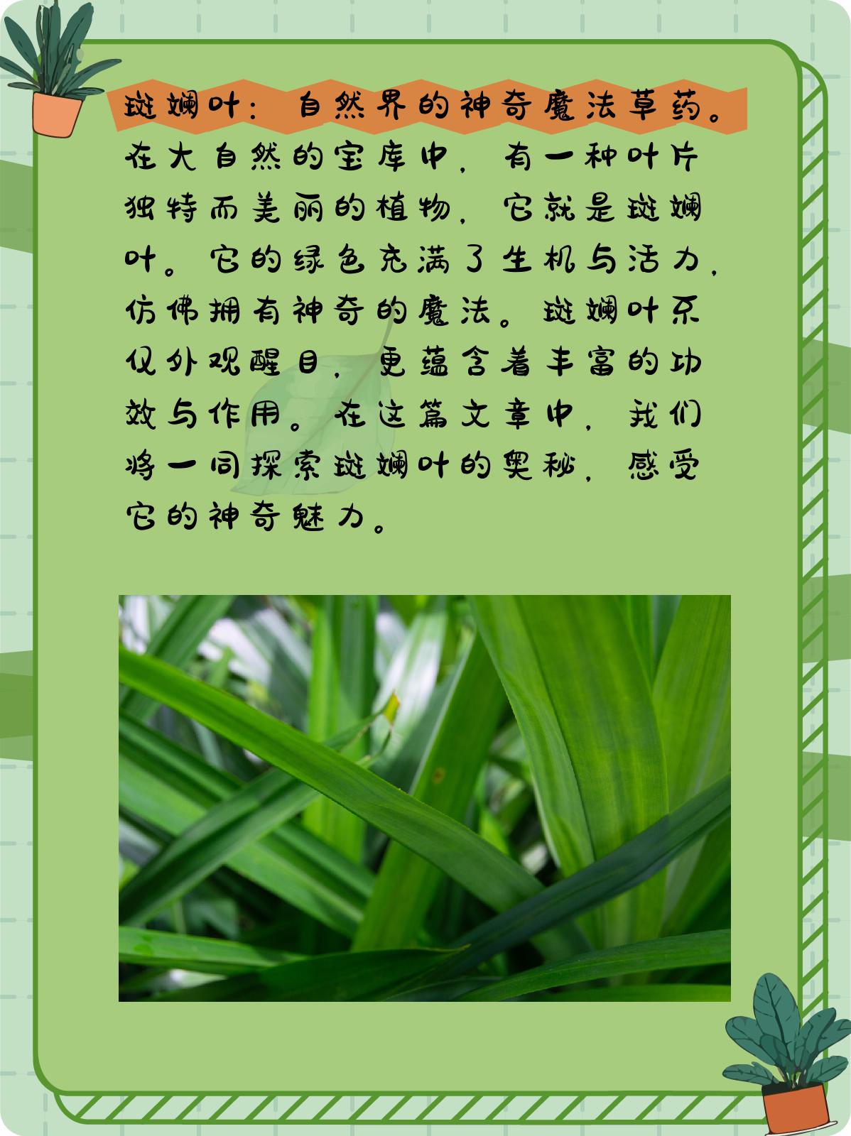 斑斓叶:自然界的神奇魔法.@小企的植物小贴士的动态