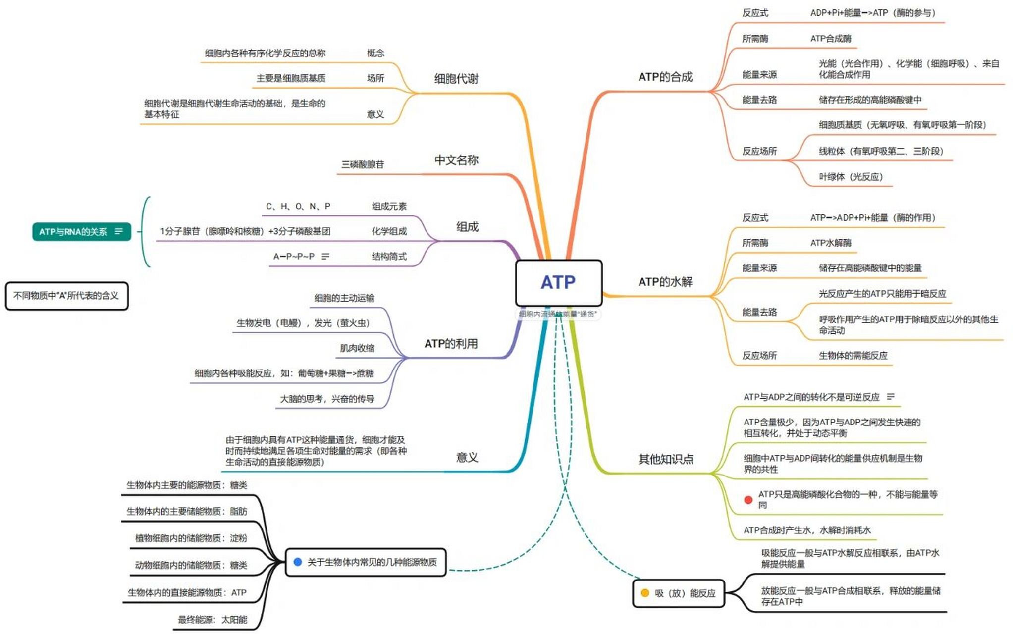 高中生物atp思维导图 高中生物atp思维导图大纲 完整版.