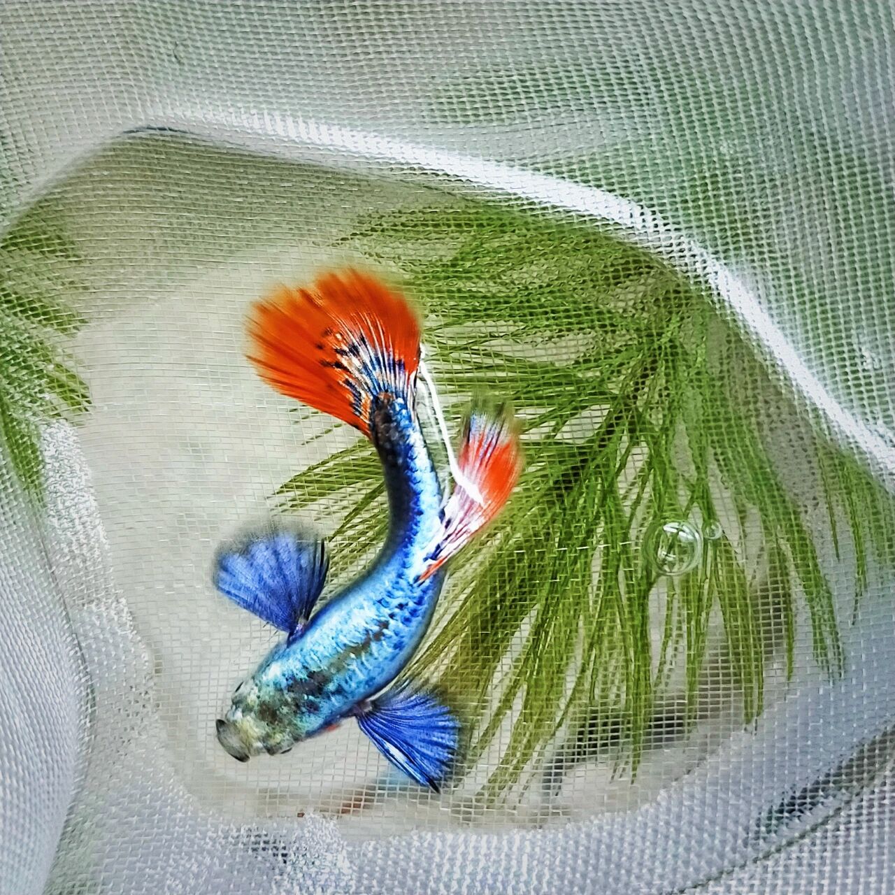 大耳朵孔雀鱼    大耳孔雀鱼无穷魅力—— 对味东方审美的颜色搭配