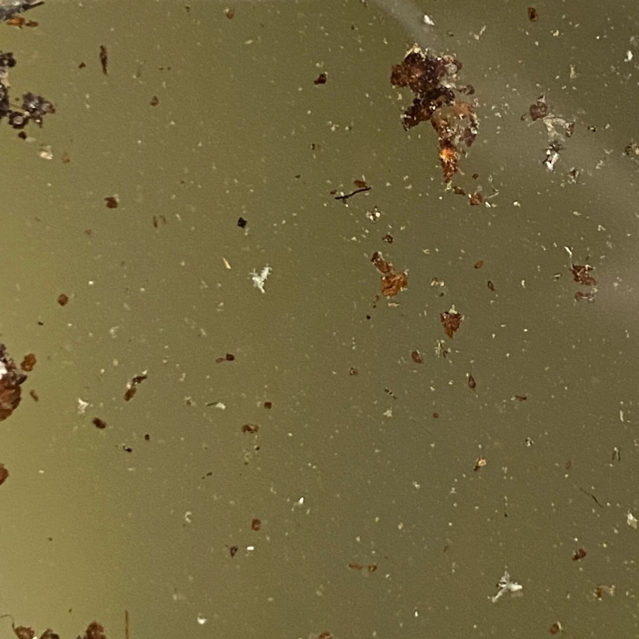 花盆土壤里有跳虫(烟灰虫)怎么处理?