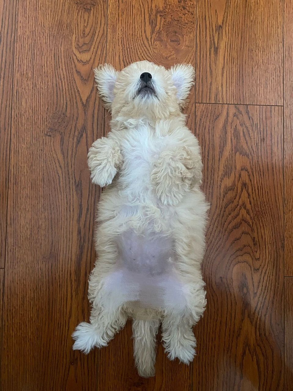 比熊泰迪串串 刚三个月的小胖子已经4斤半了