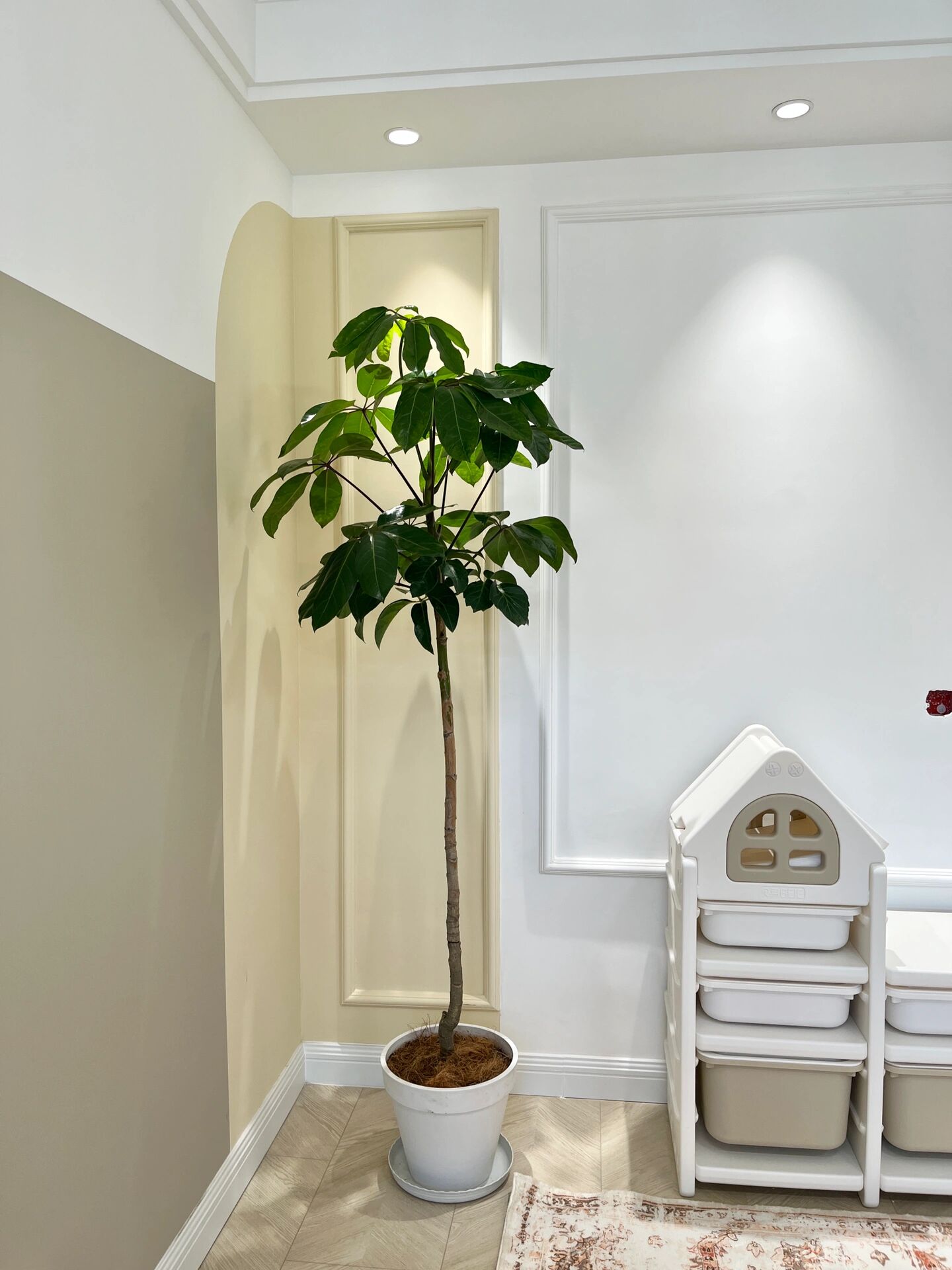 65,阿尔卑斯大叶伞 右:仿真绿植,1.8,橄榄树