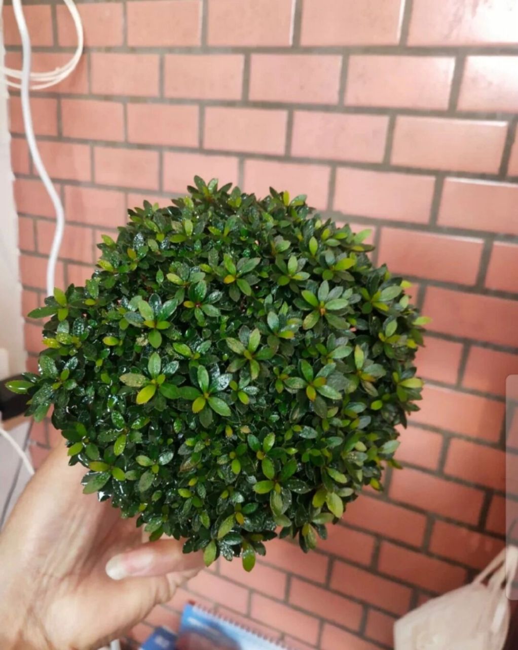 日本杜鹃早乙女