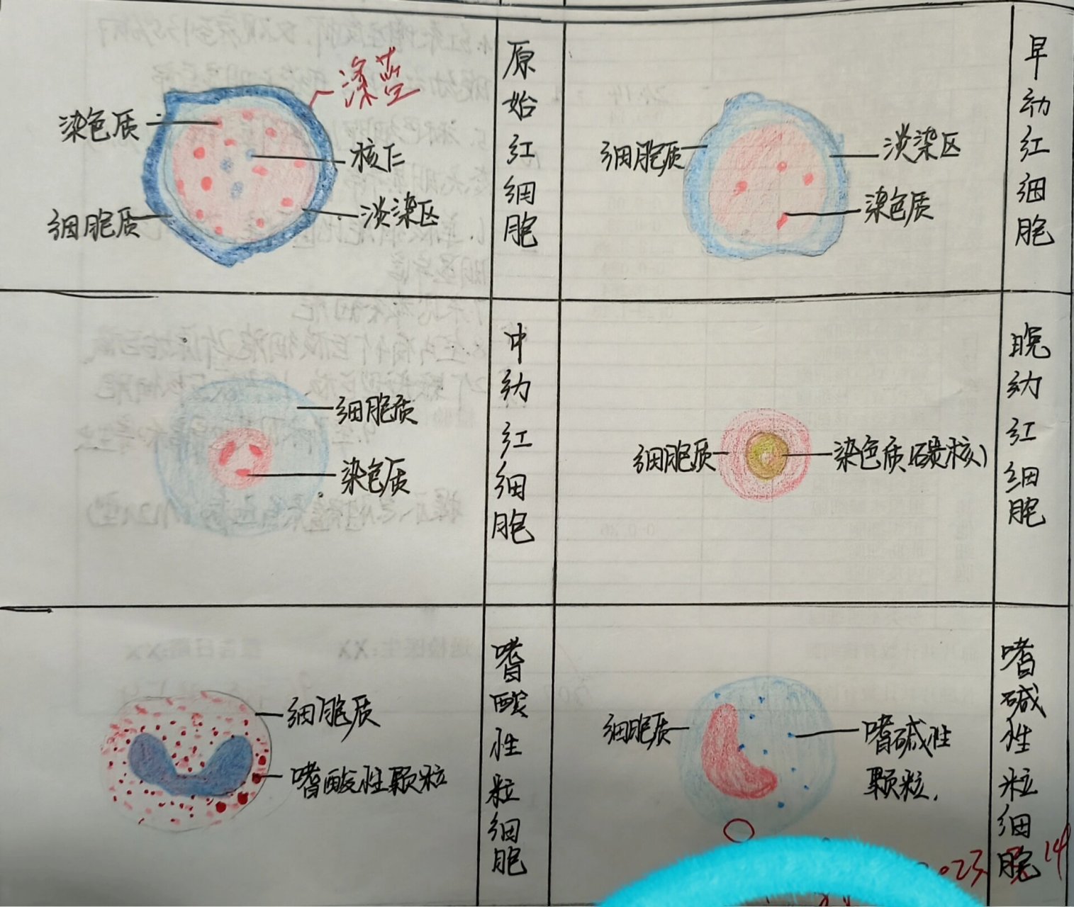 血液学检验 粒系,红系各阶段细胞红蓝铅笔图 大家前期绘图要认真,记得