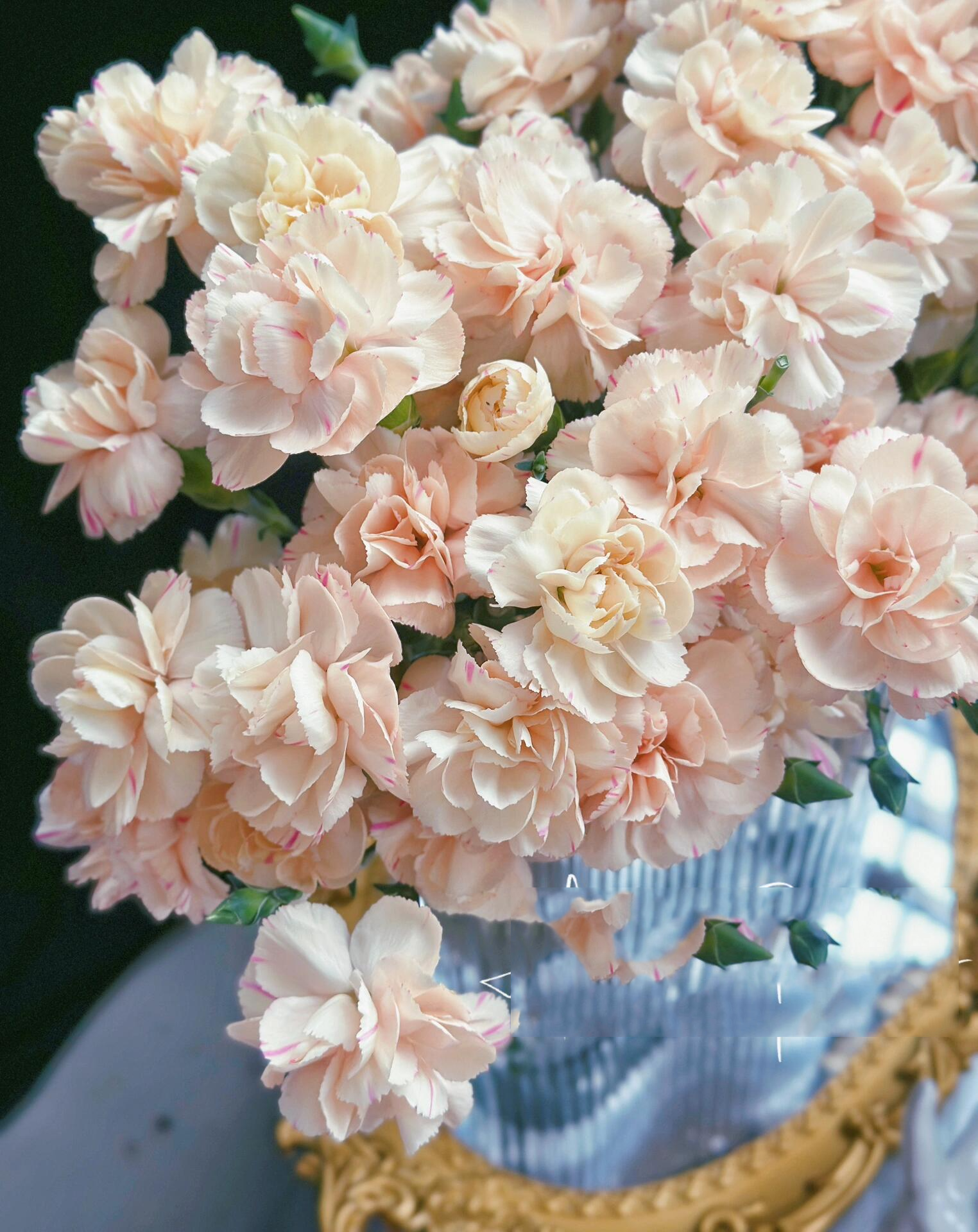 绝美多头康乃馨 解锁新色:橙色三文鱼多头康乃馨 太子妃多头康乃馨