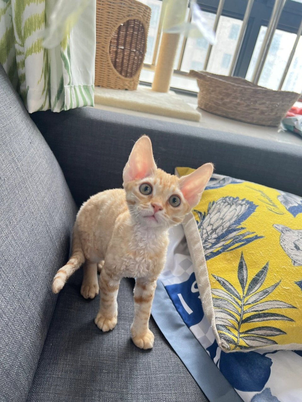 德文卷毛猫红虎斑 上海家养德文卷毛猫 	 简直是梦中情橘 长得超级甜