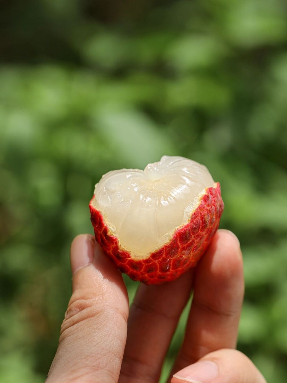 仙进奉荔枝 携着清露的鲜红仙进奉 轻轻剥去略粗粝的外壳 莹若凝脂的