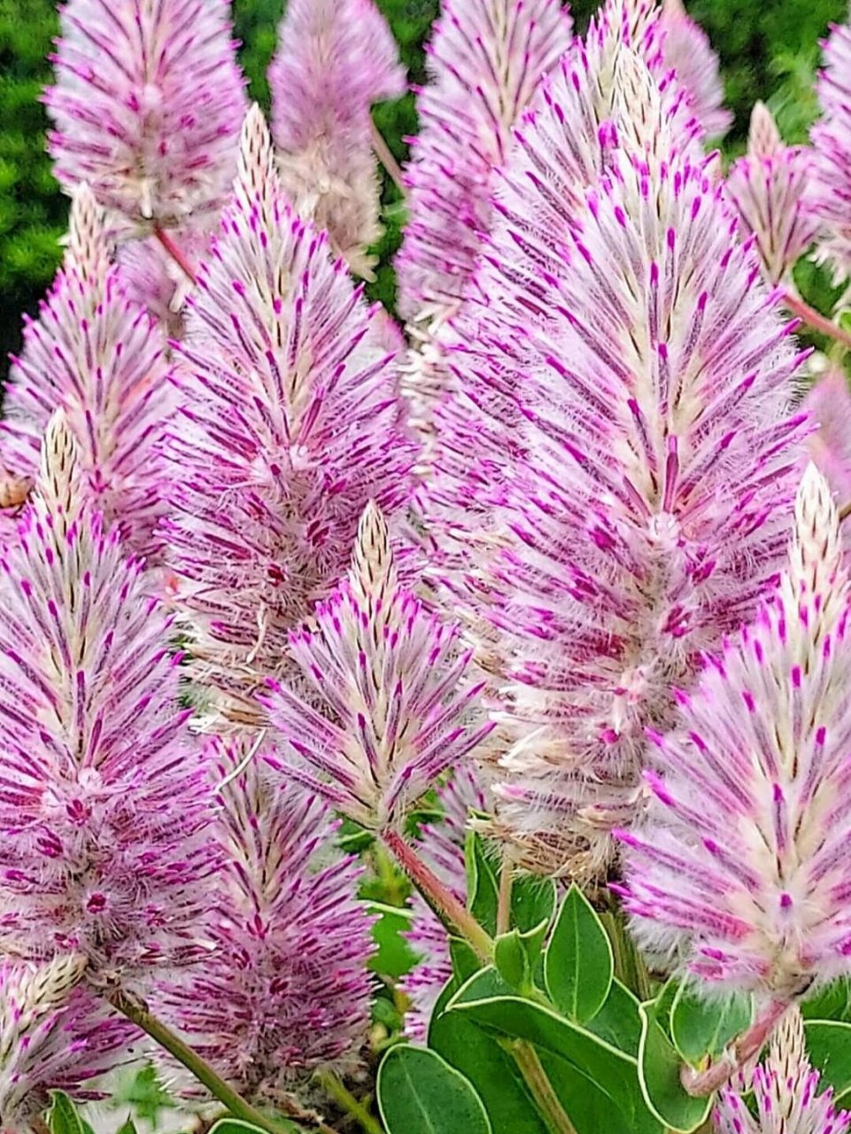 澳洲狐尾草 很像野地的青葙或鸡冠花,却是 澳洲狐尾草,原产于澳洲